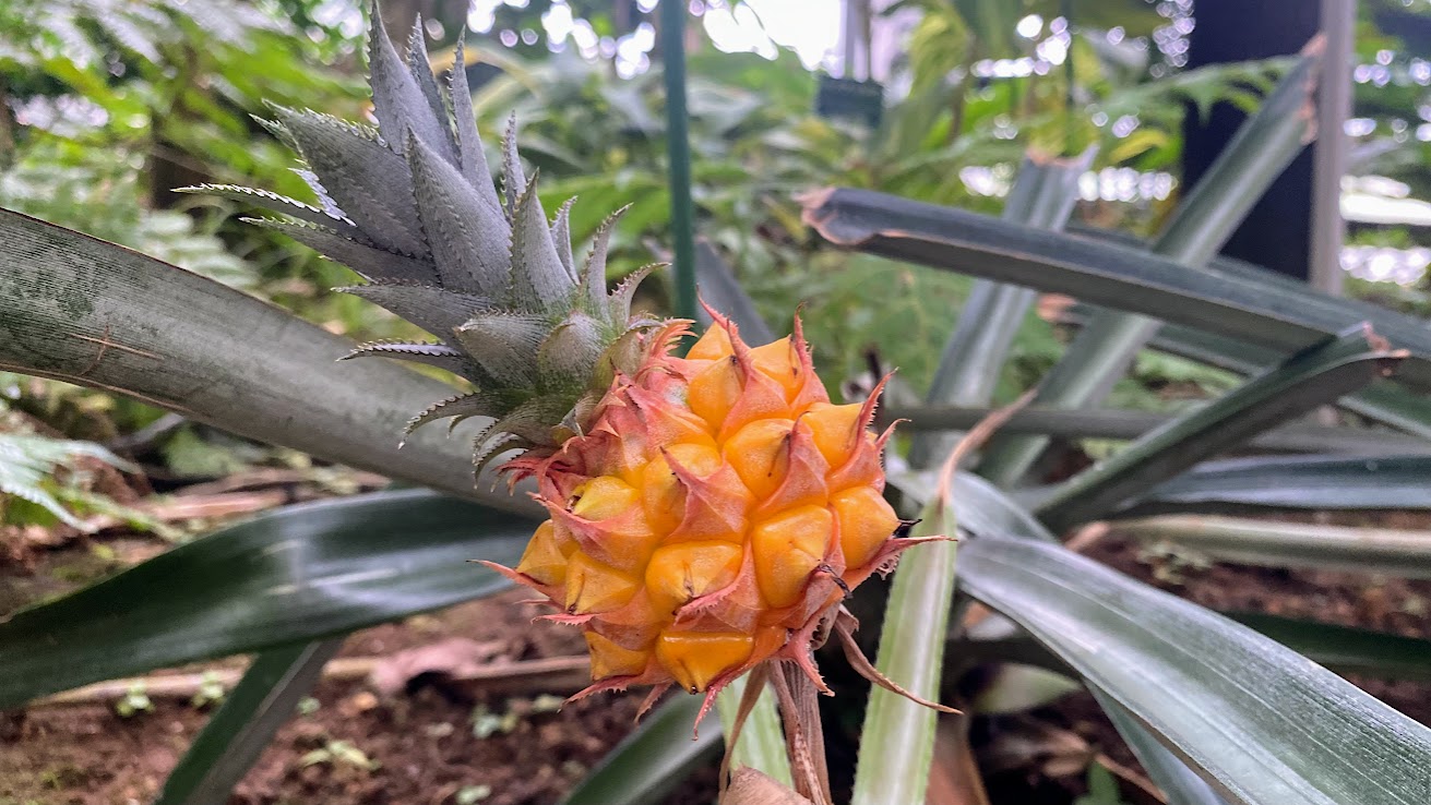 夢の島熱帯植物館の小さなパイナップルの実