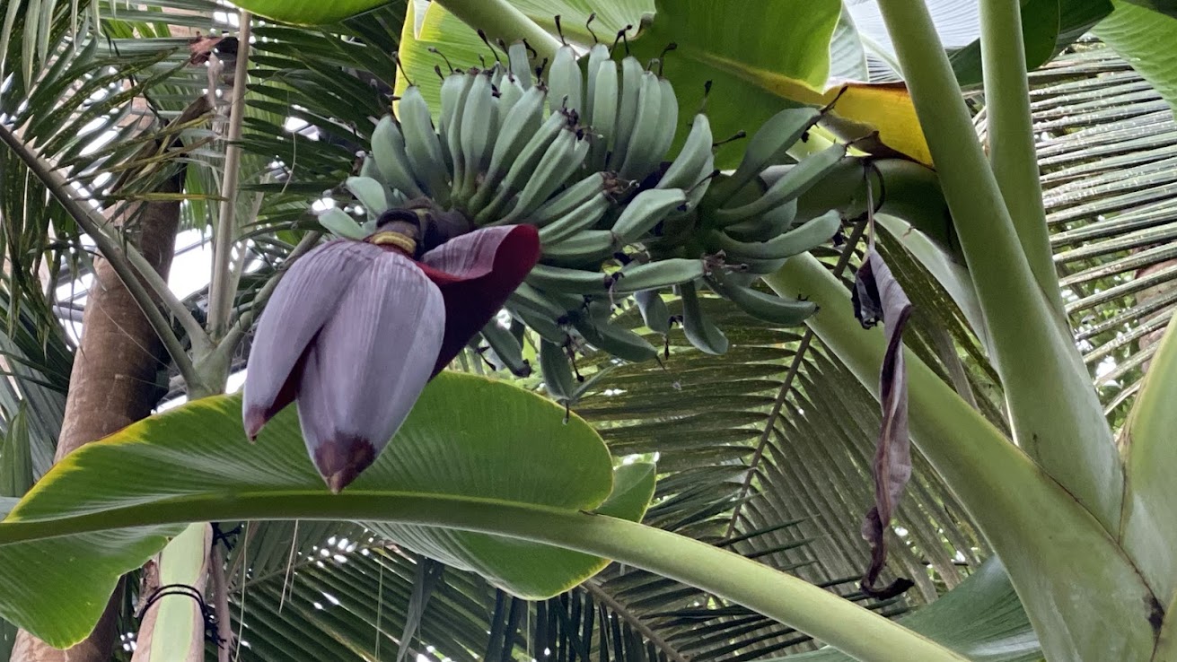 夢の島熱帯植物館で見られたハバナの花
