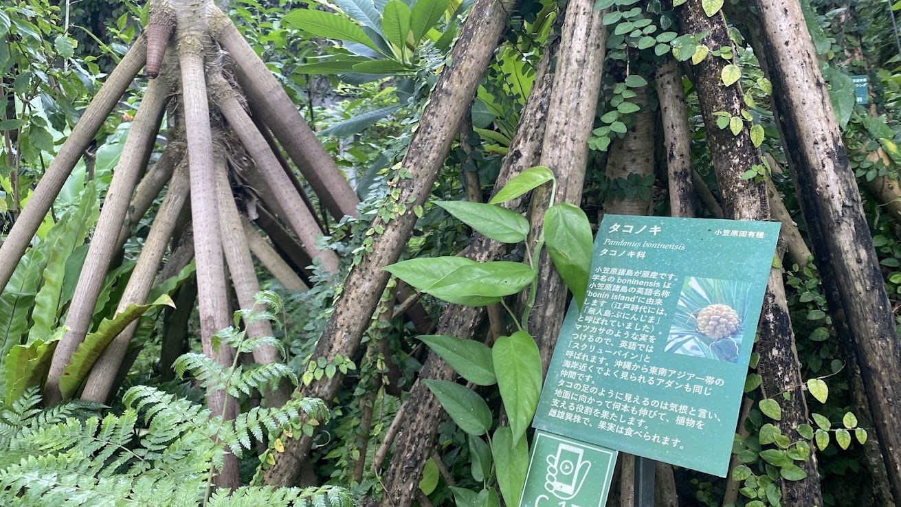 夢の島熱帯植物館のタコノキと支柱根
