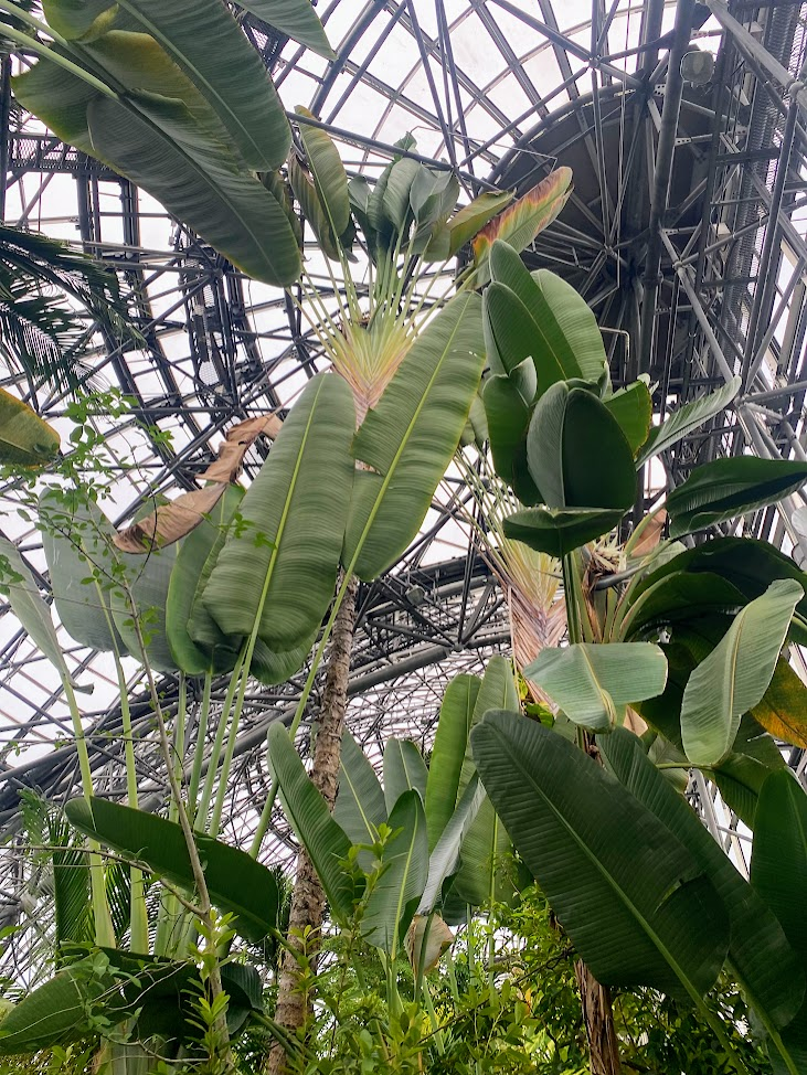 夢の島熱帯植物館のオウギバショウ