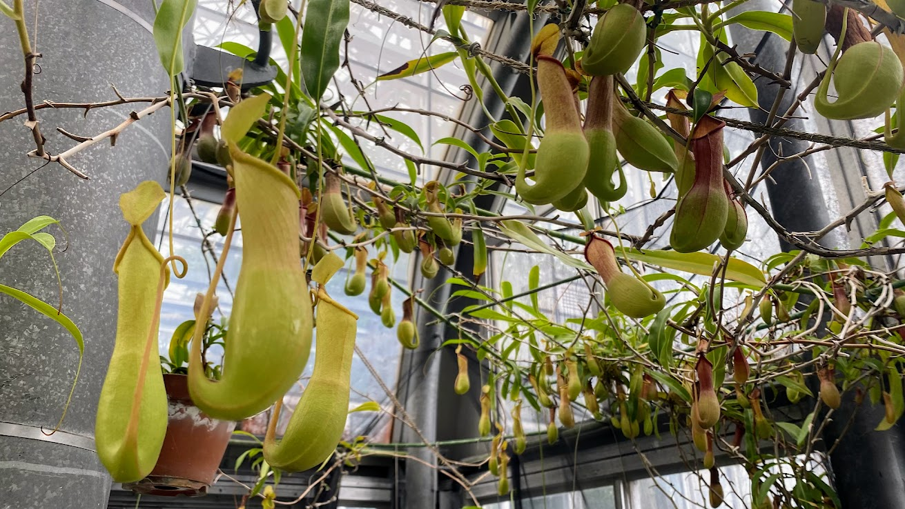 夢の島熱帯植物館 食虫植物のウツボカズラ