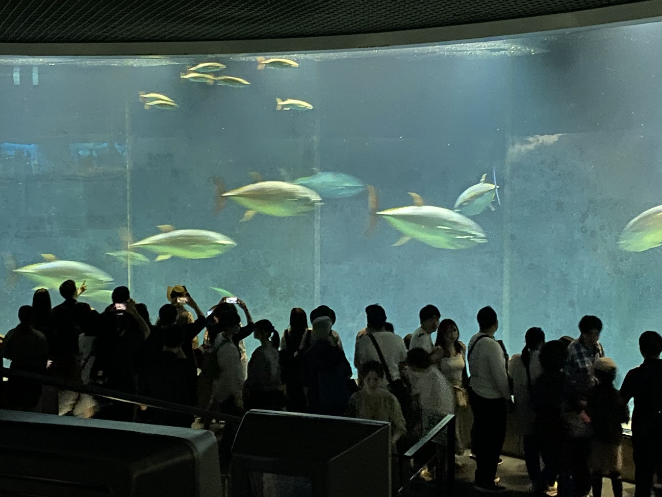 葛西臨海水族園の大水槽を群泳するマグロと見入る来園者たち