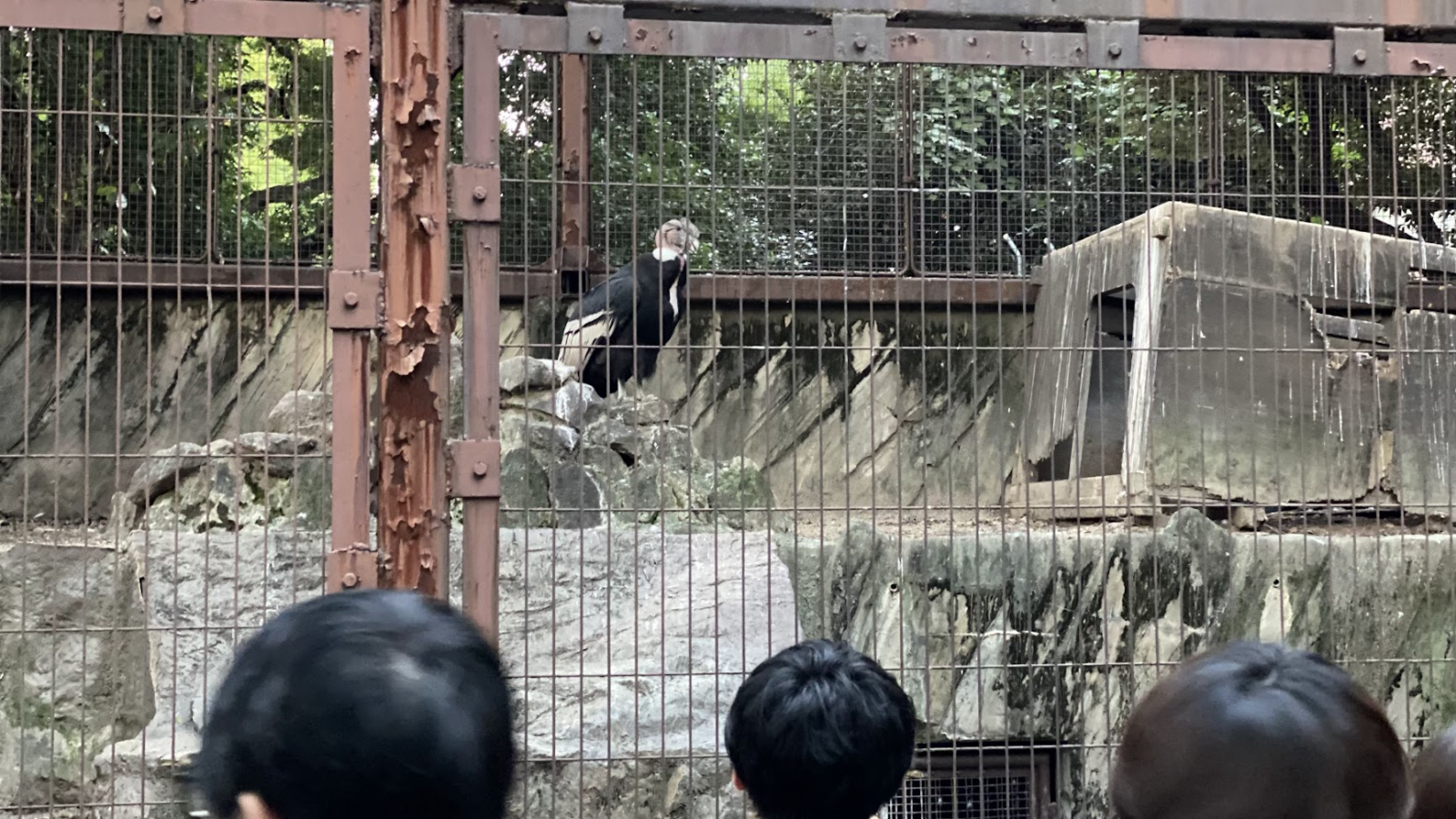 上野動物園のコンドルが岩場に立つ様子
