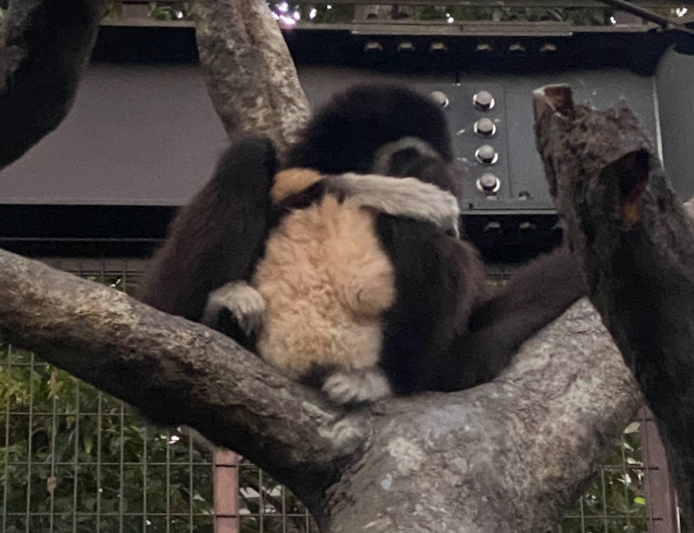 木の枝で赤ちゃんを抱く上野動物園のテナガザル