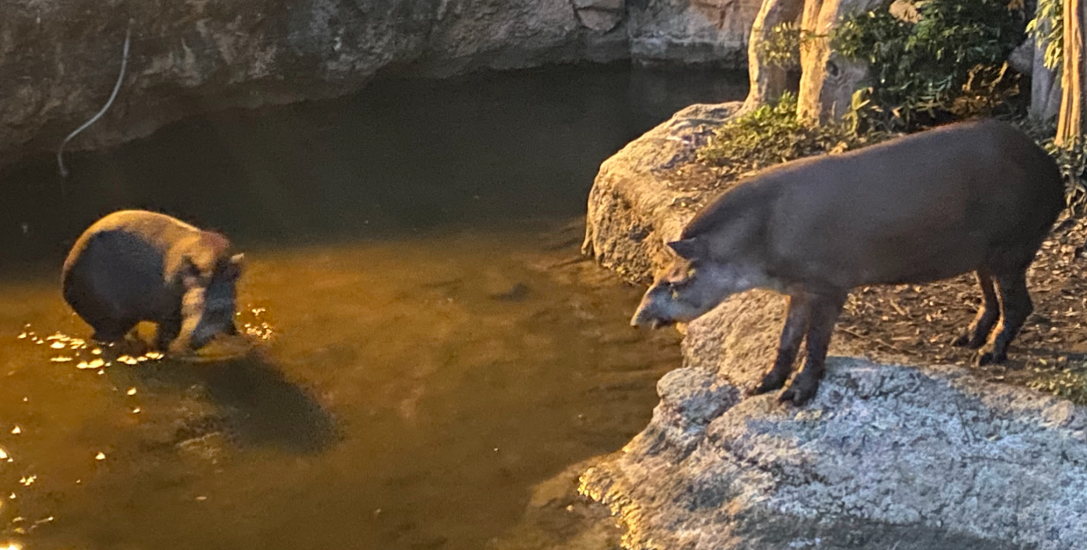 上野動物園で水辺を動き回るアメリカバク2頭