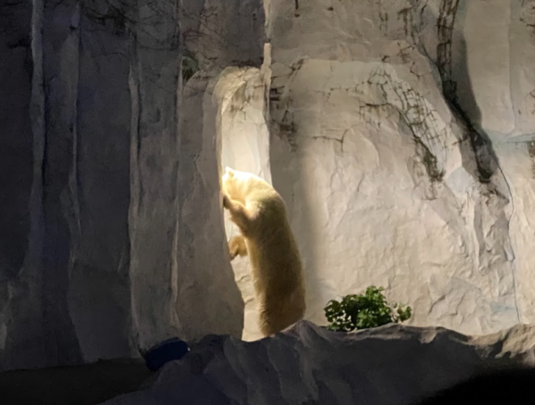 上野動物園「秋の夜のどうぶつえん」を52人で満喫｜ホッキョクグマ・キリン・小獣館を巡る【2026年開催レポート】