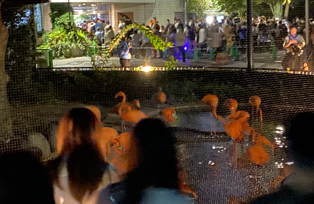 夜の上野動物園でライトに照らされるフラミンゴの群れ