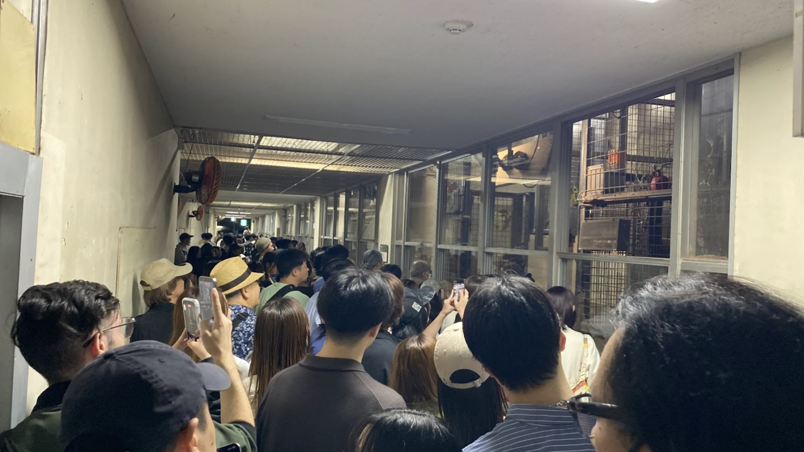 夜の上野動物園キリン・カバ舎に集まる来園者たち