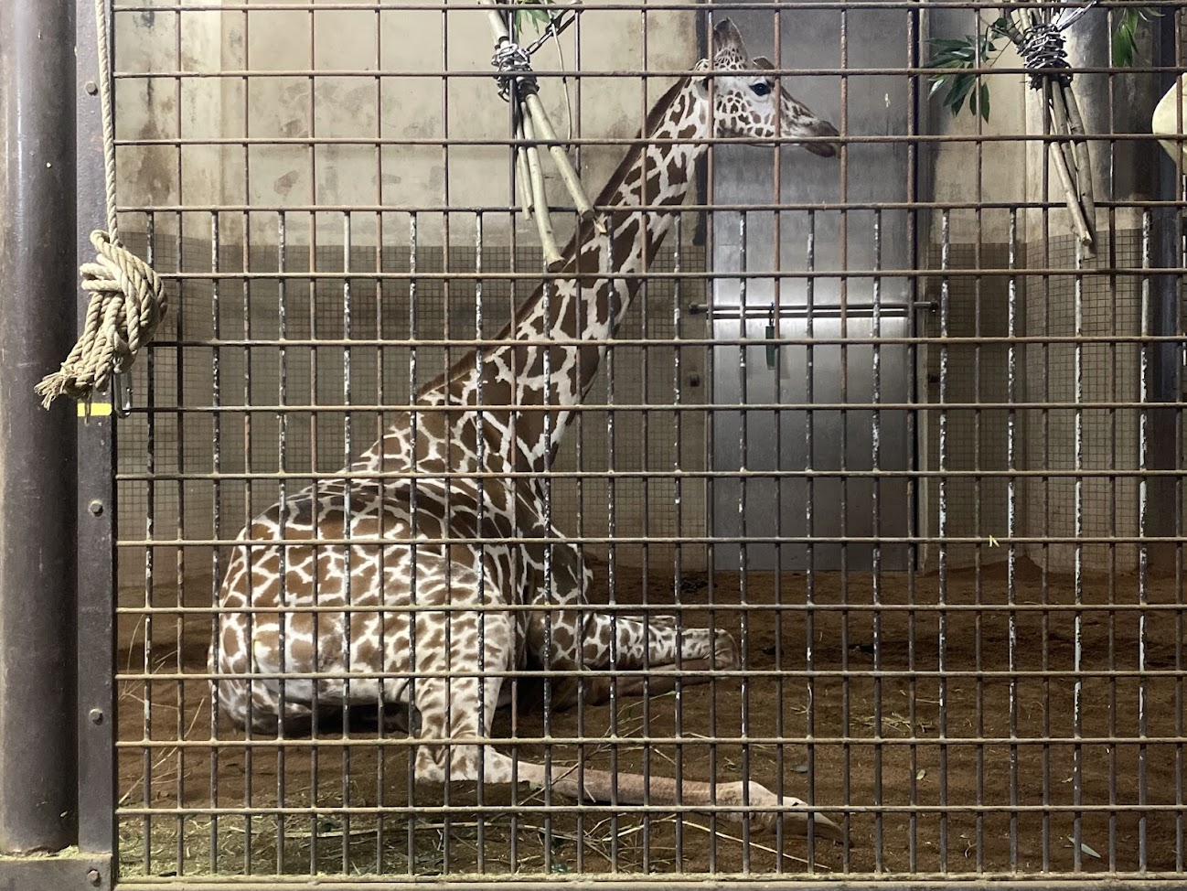 上野動物園で脚を折って座り休むキリン
