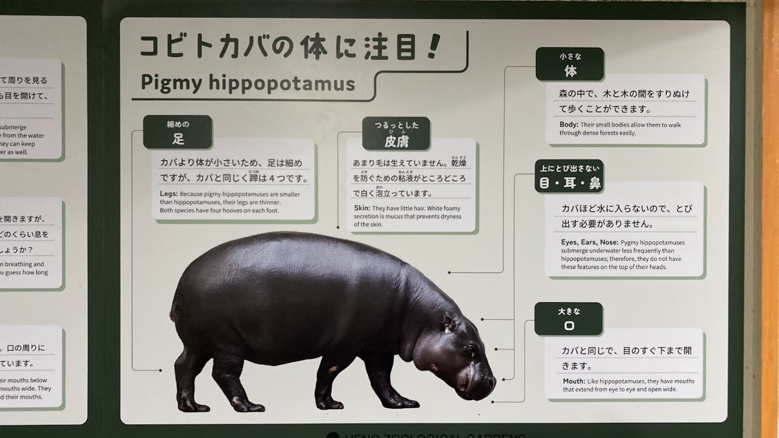 上野動物園コビトカバの特徴を説明する展示パネル