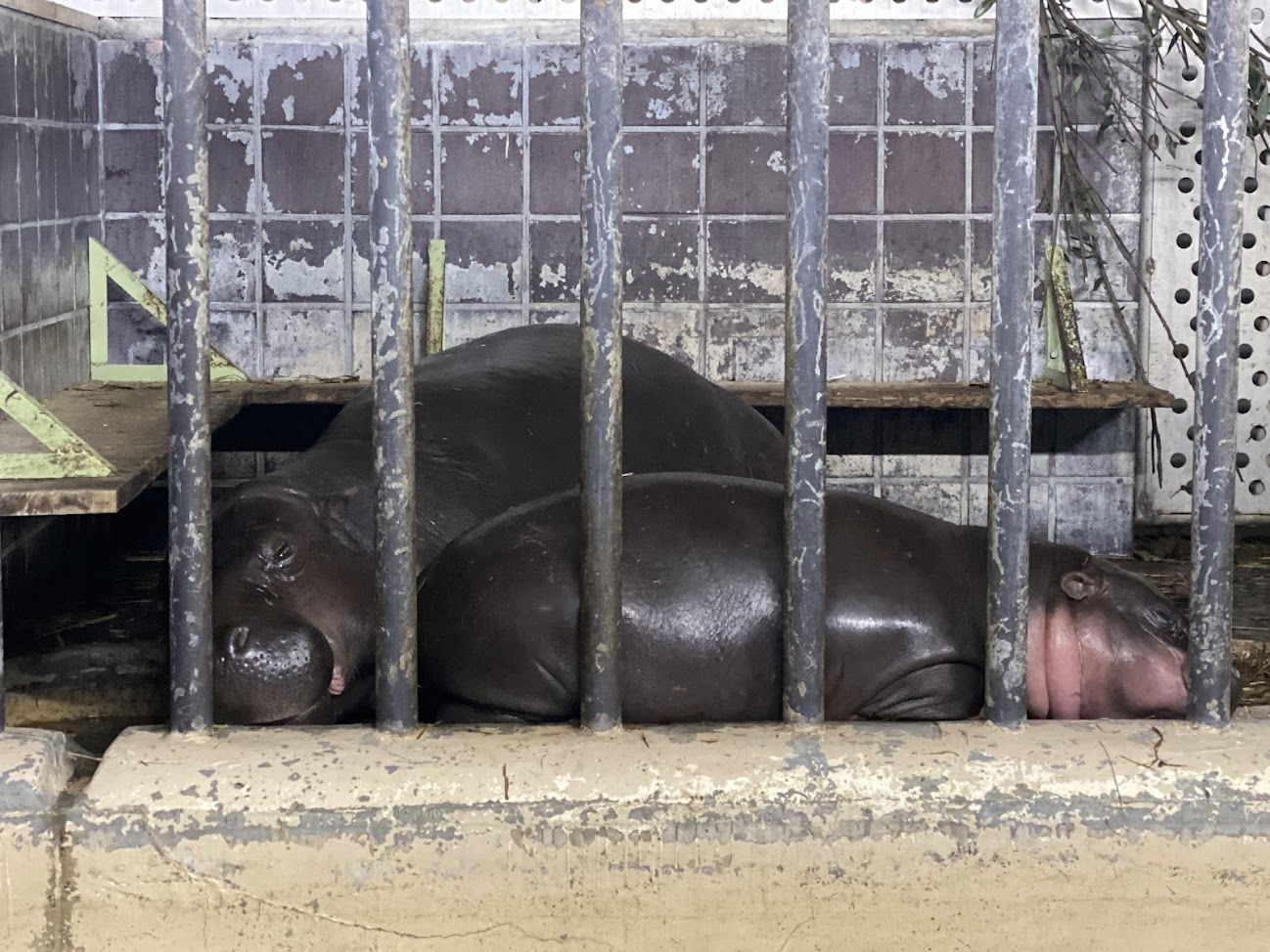上野動物園で横になって眠る2頭のコビトカバ