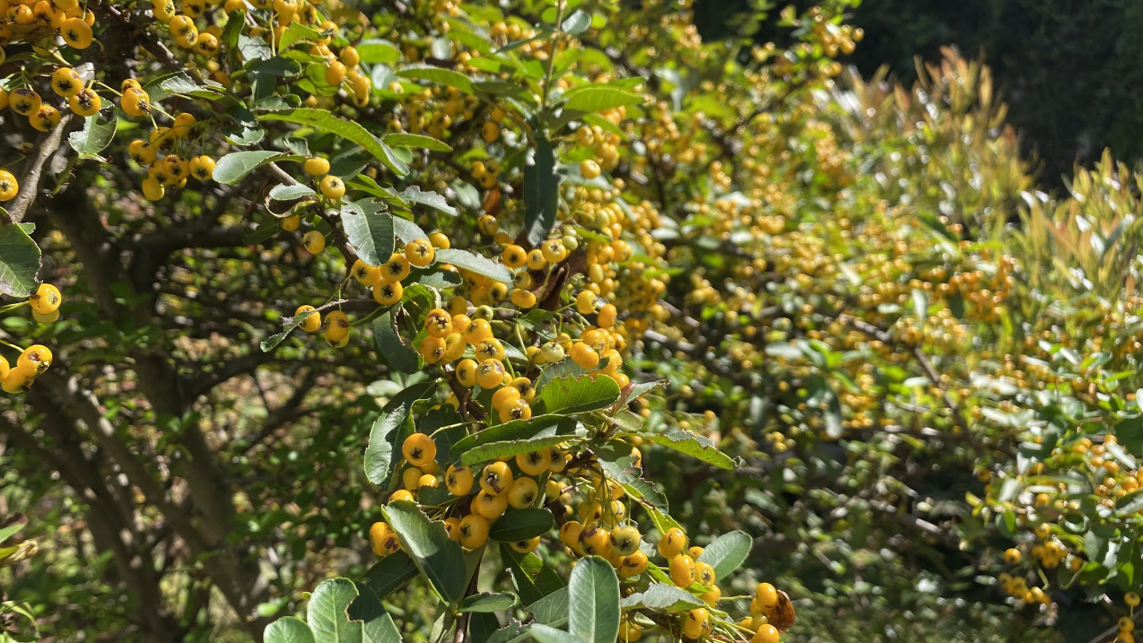 アークヒルズ・ルーフガーデン中段の黄色い実をつけたピラカンサ類と思われる植物