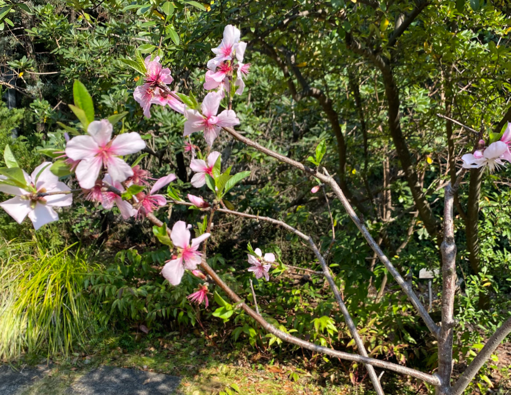 2026年春のアークヒルズ・ルーフガーデンに咲くアーモンドの花