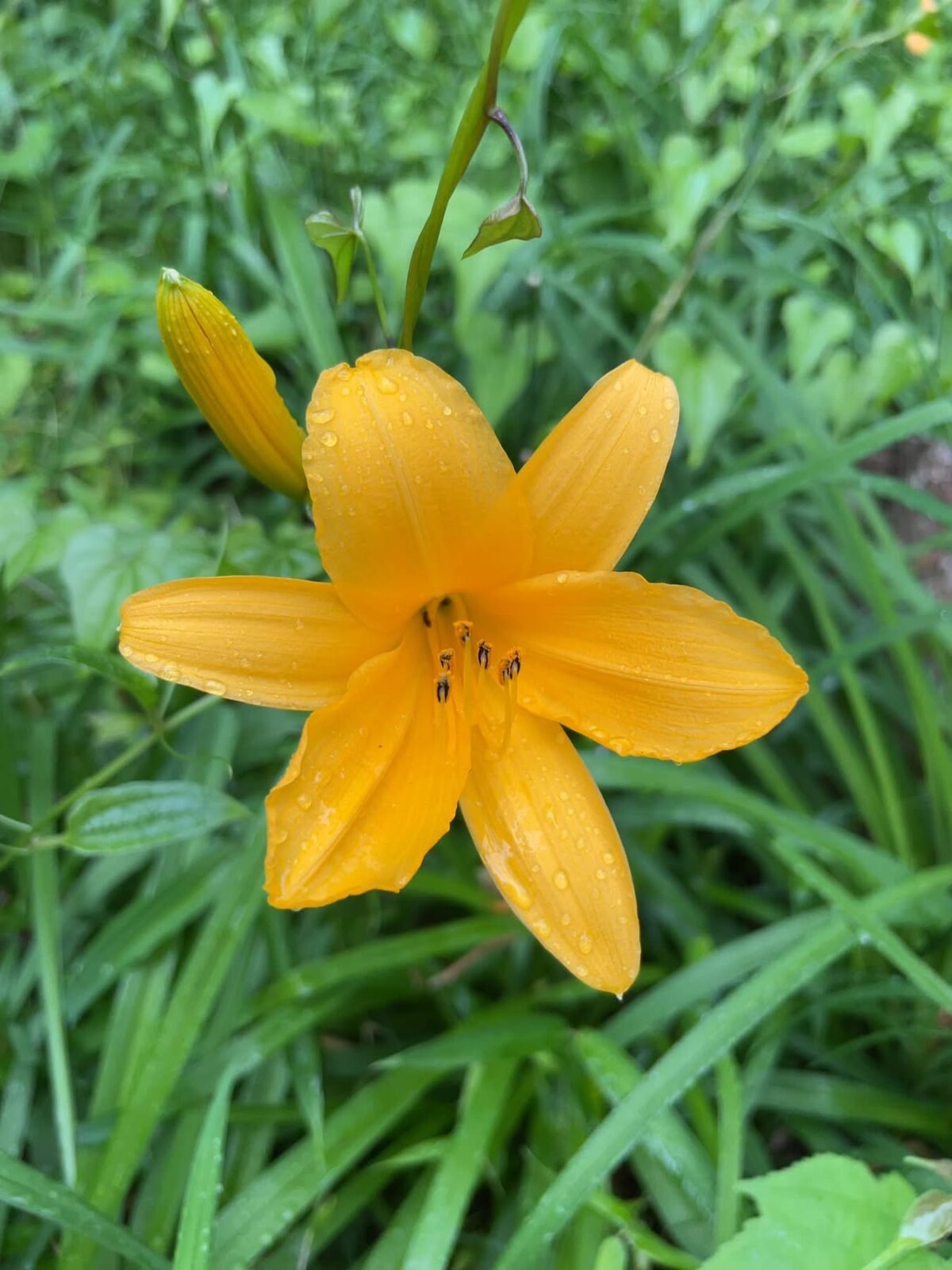 都立浅間山公園に咲く黄色いムサシノキスゲの花