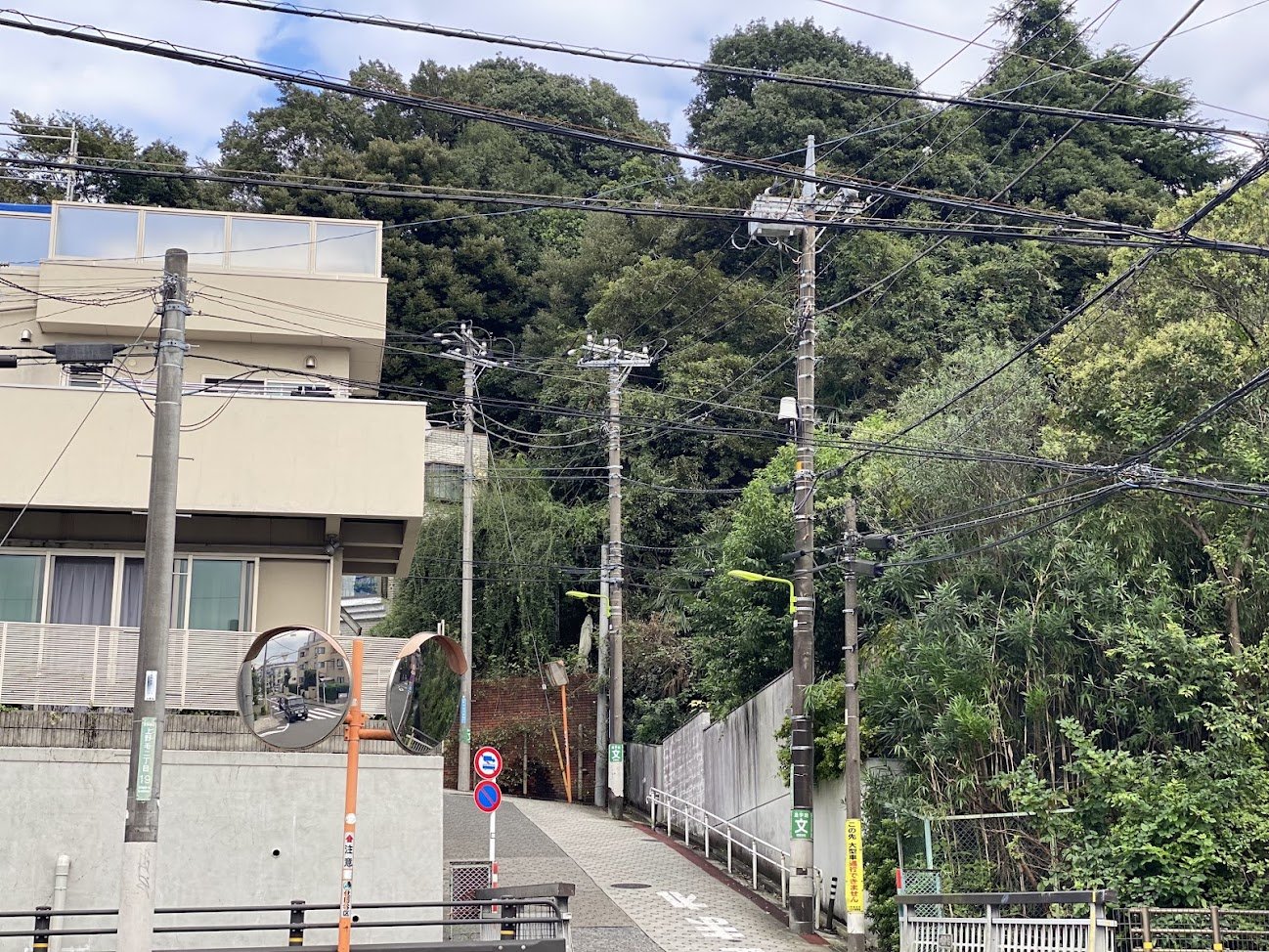 国分寺崖線下から見上げた旧小佐野邸周辺の樹林