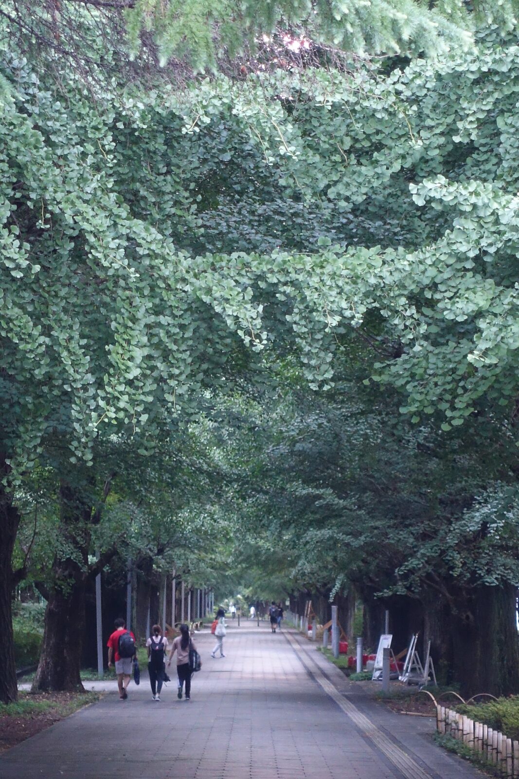 東京大学駒場Ⅰキャンパスのイチョウ並木